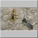 Nomada lathburiana - Wespenbiene m17 10mm.jpg